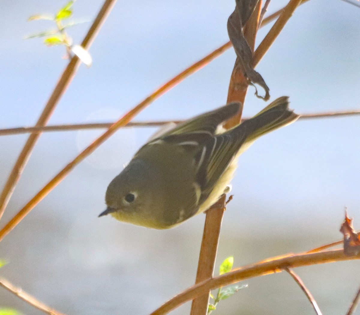 Ruby-crowned Kinglet - ML643161156