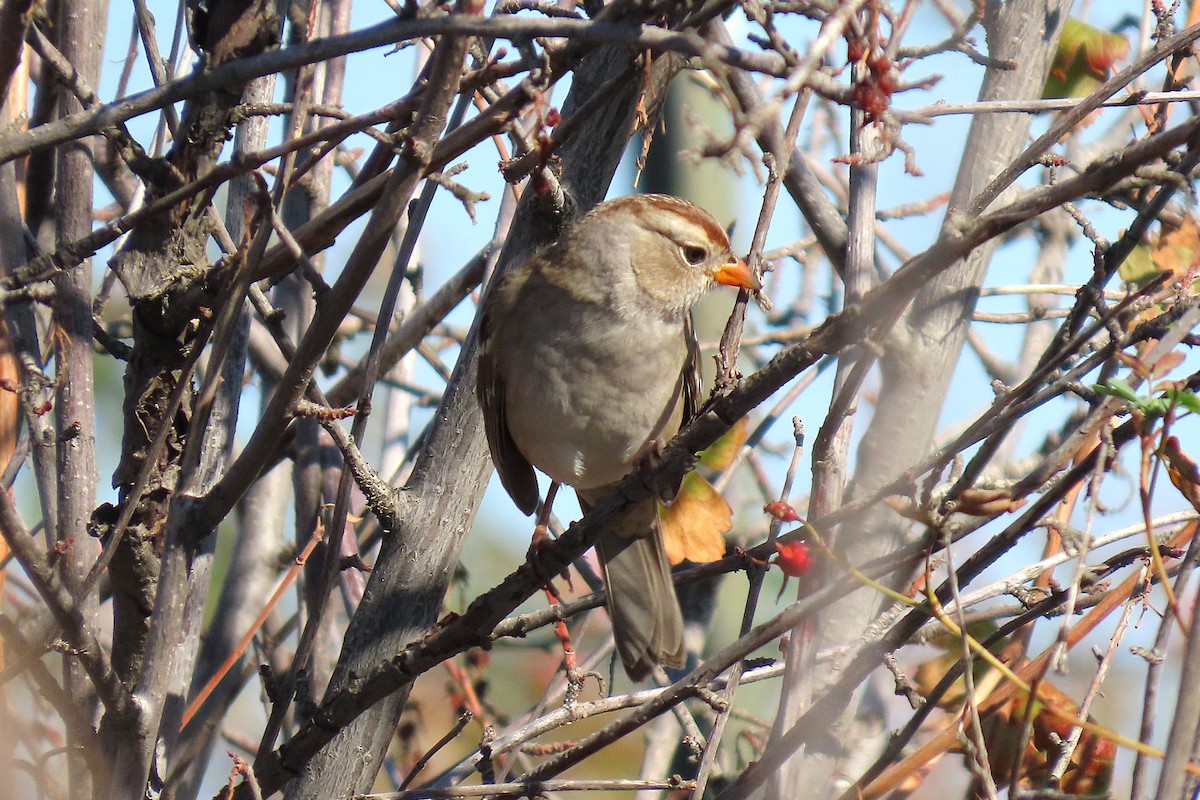 White-crowned Sparrow - ML643161171