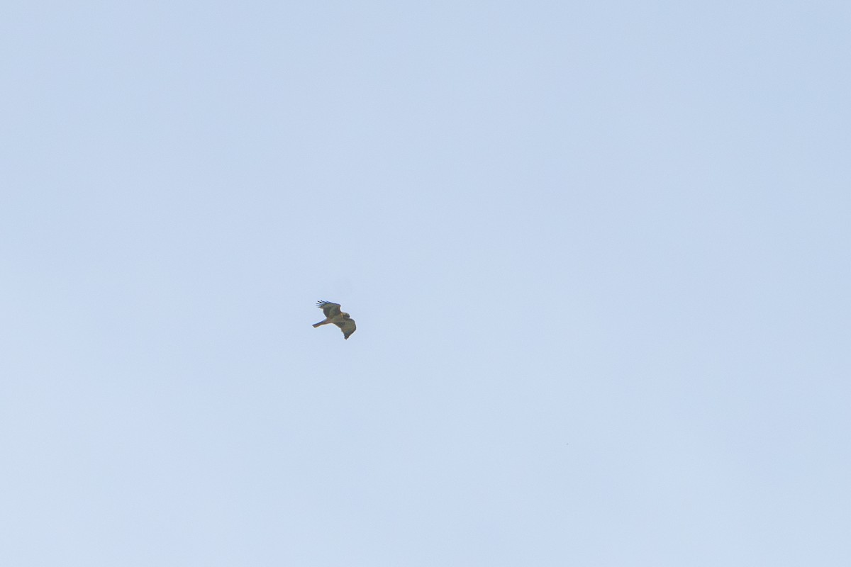 Little Eagle - ML643161172