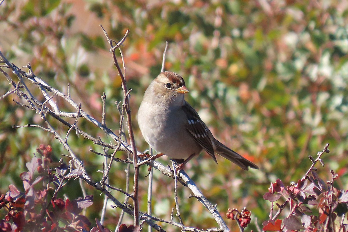 White-crowned Sparrow - ML643161174