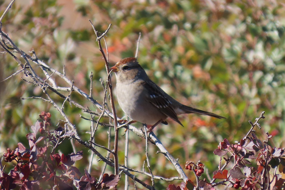 White-crowned Sparrow - ML643161175