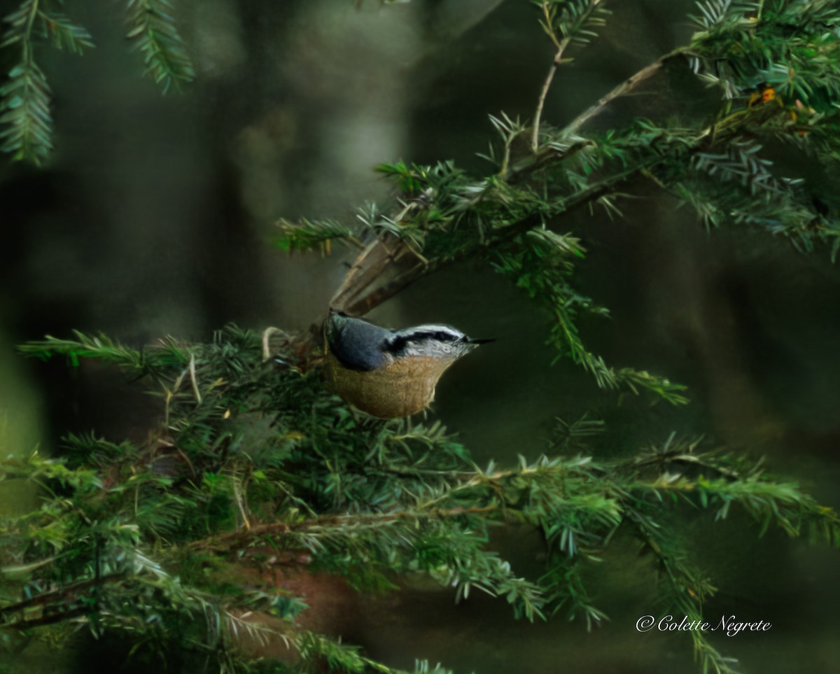 Red-breasted Nuthatch - ML643161177