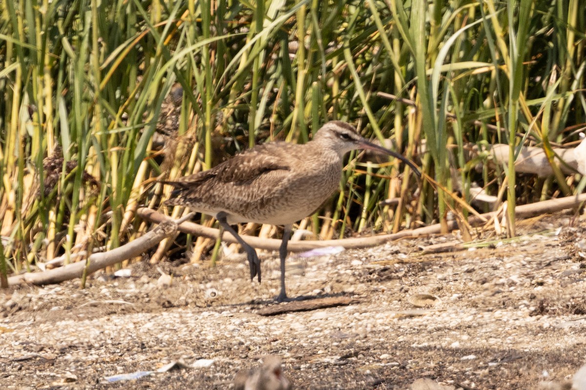 美洲中杓鷸 - ML643161178