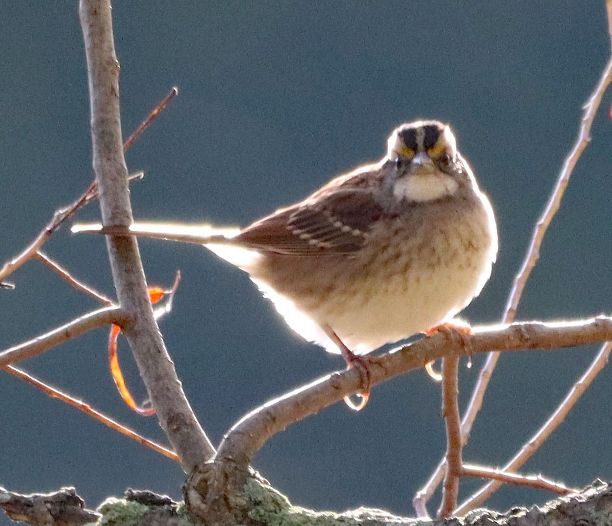 White-throated Sparrow - ML643161180