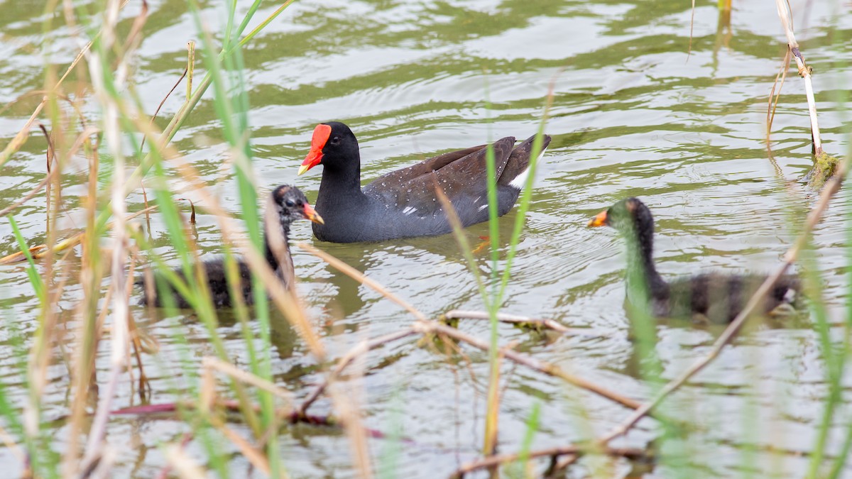Common Gallinule - ML643161184