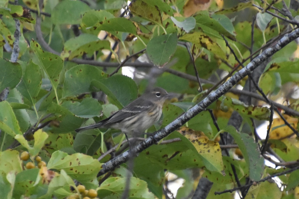 Пісняр-лісовик жовтогузий (підвид coronata) - ML643161186