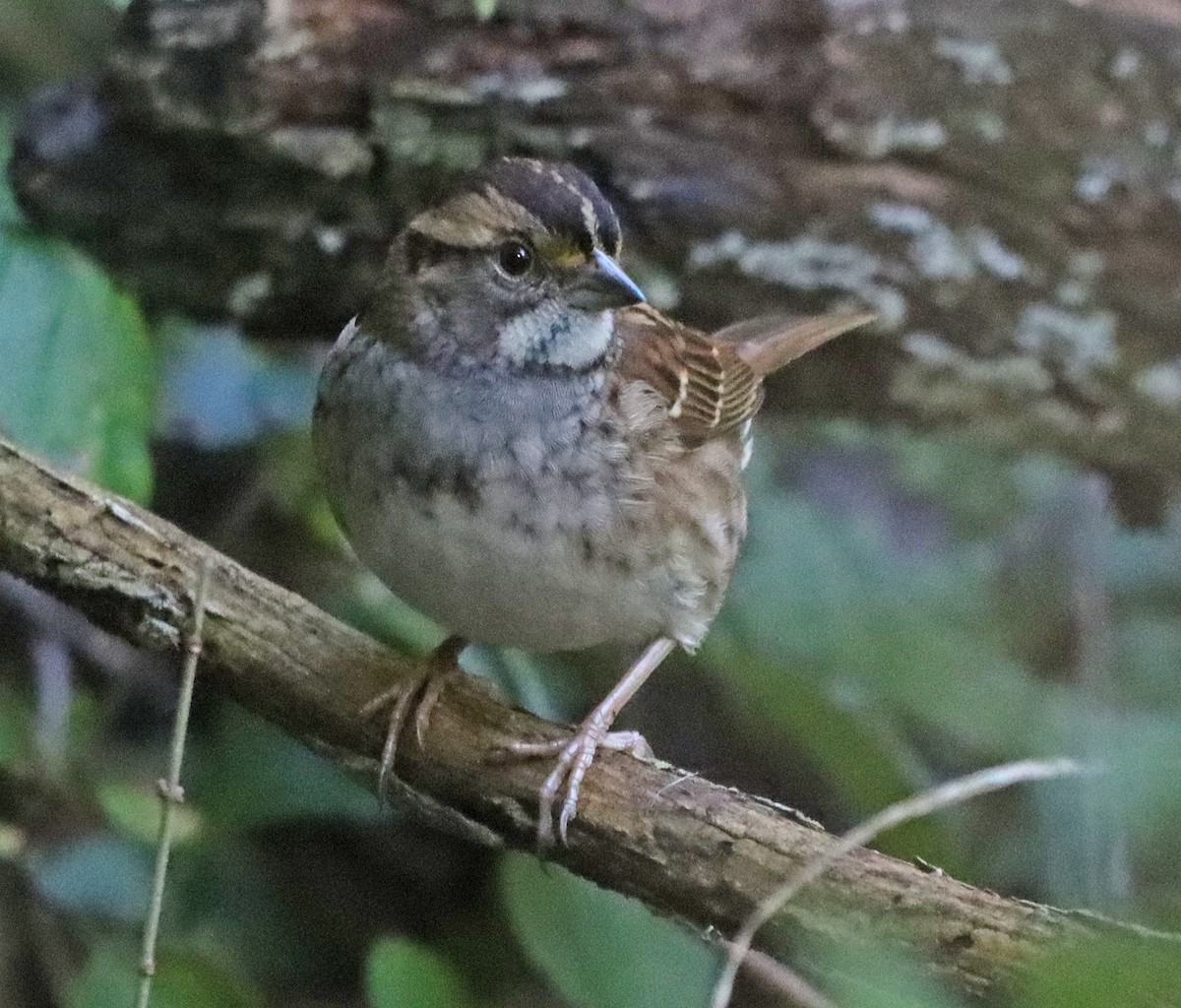 White-throated Sparrow - ML643161187