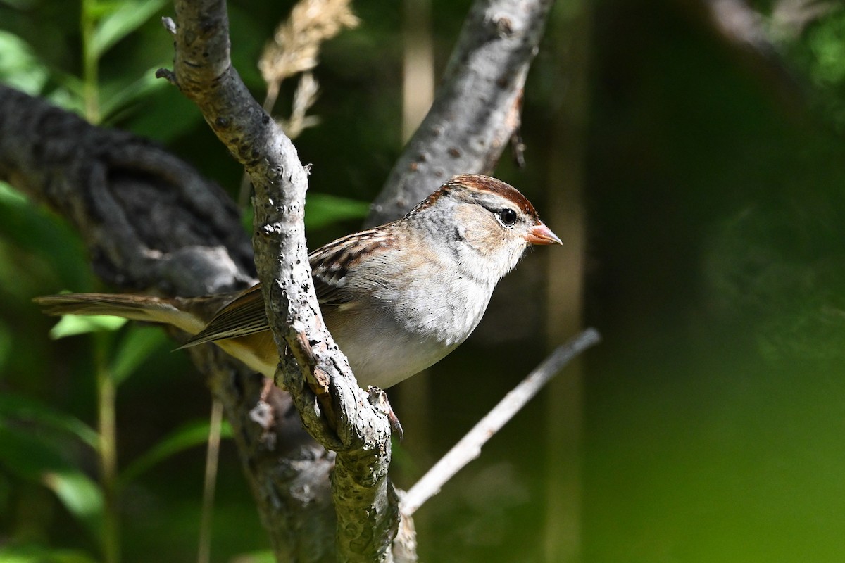 Бруант білобровий (підвид leucophrys/oriantha) - ML643161189