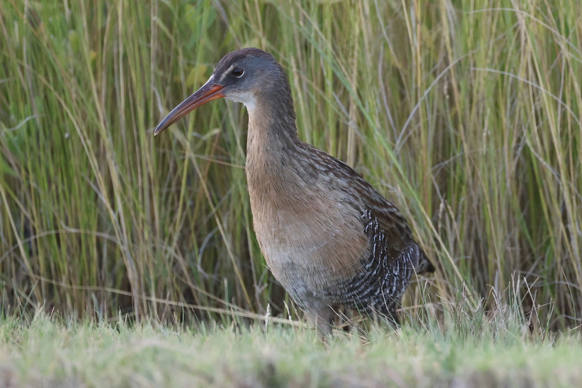 Clapper Rail - ML643161194