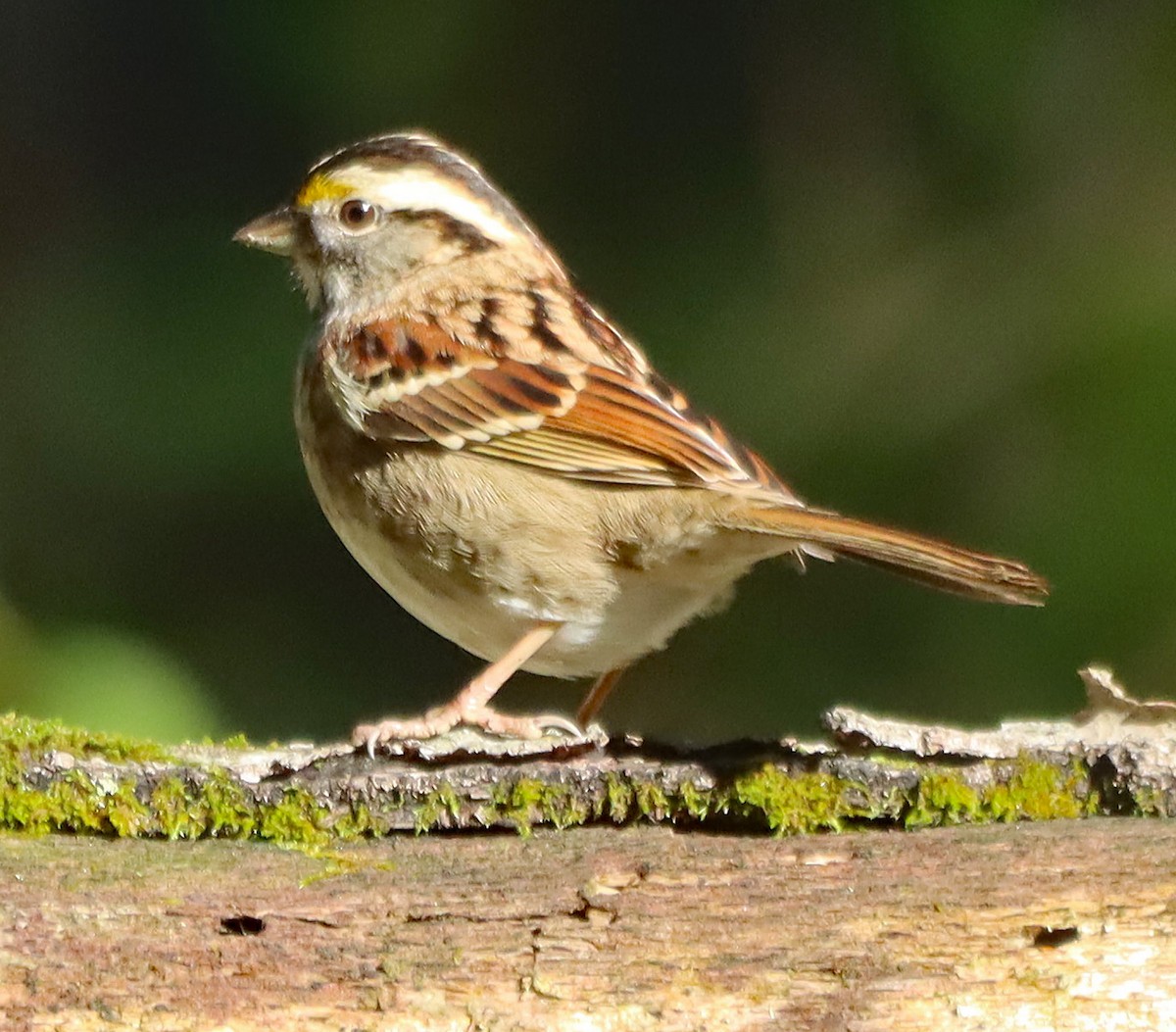 White-throated Sparrow - ML643161195