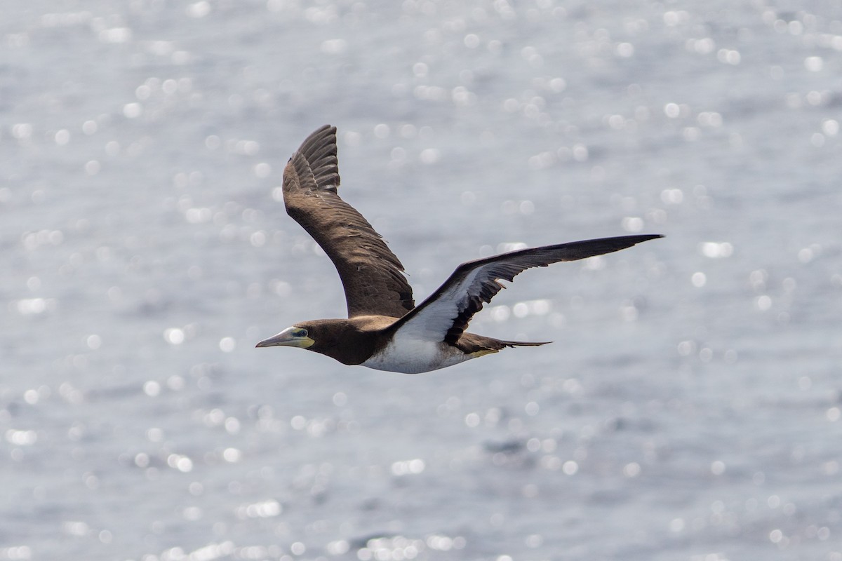 Brown Booby - ML643161199