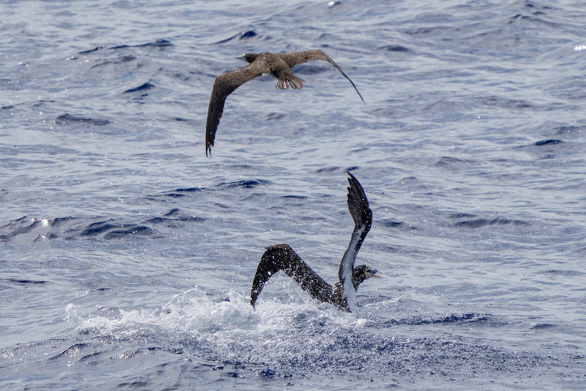 Brown Booby - ML643161200