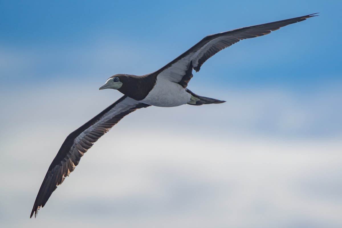 Brown Booby - ML643161201