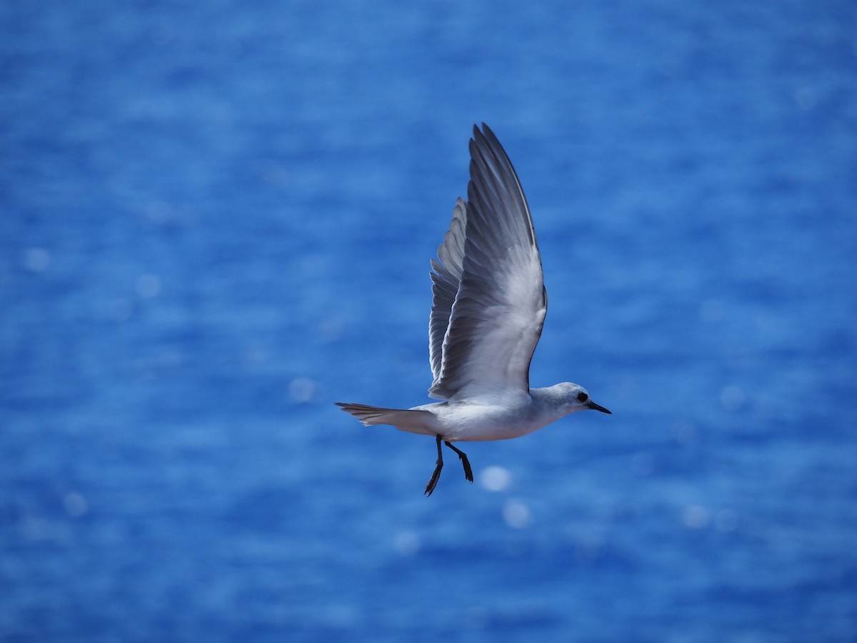 Gray Noddy - ML643161205