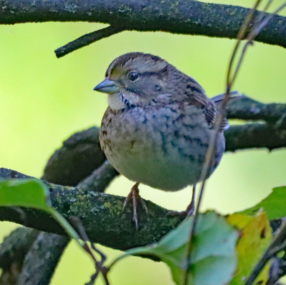 White-throated Sparrow - ML643161206