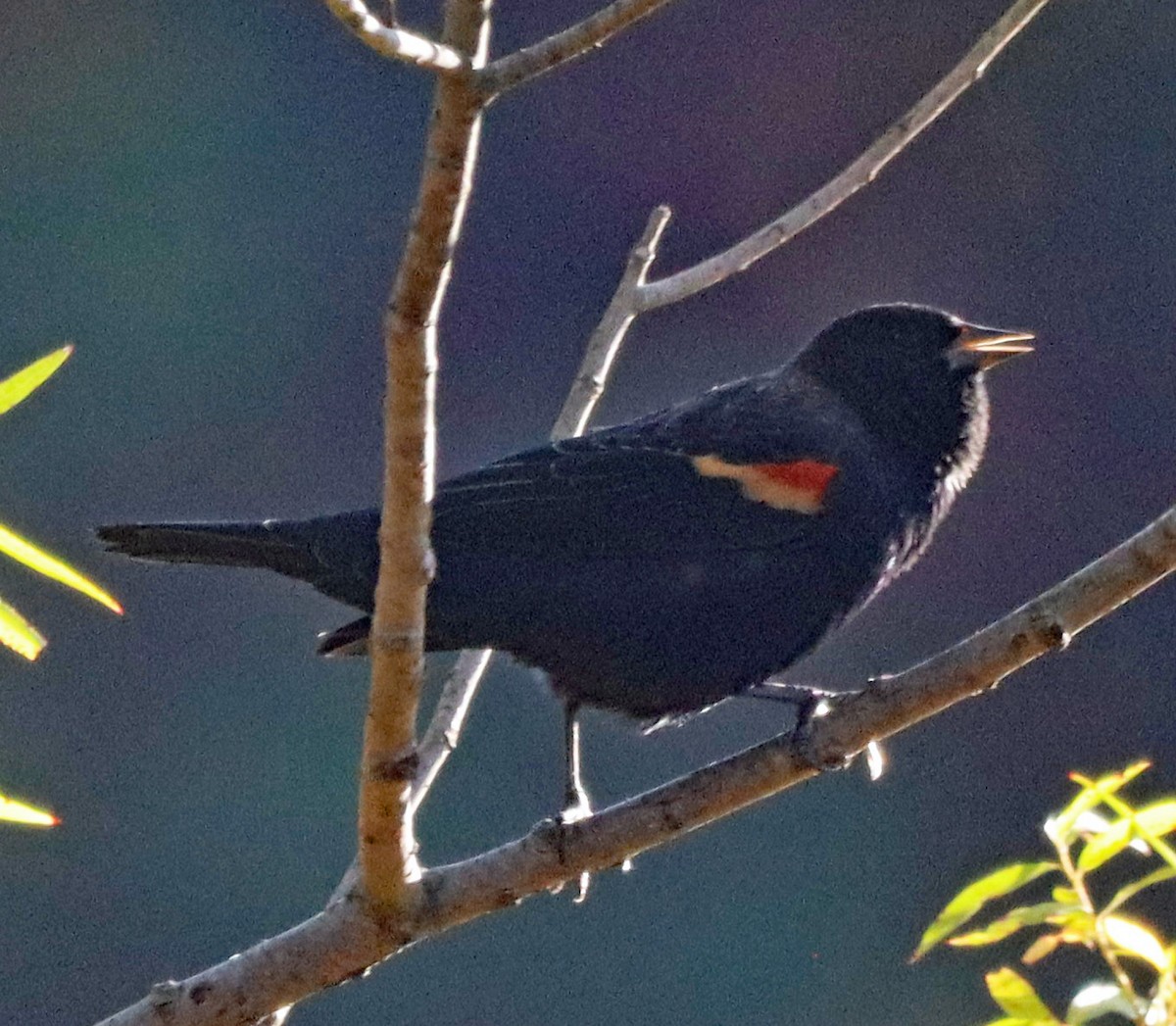 Red-winged Blackbird - ML643161212