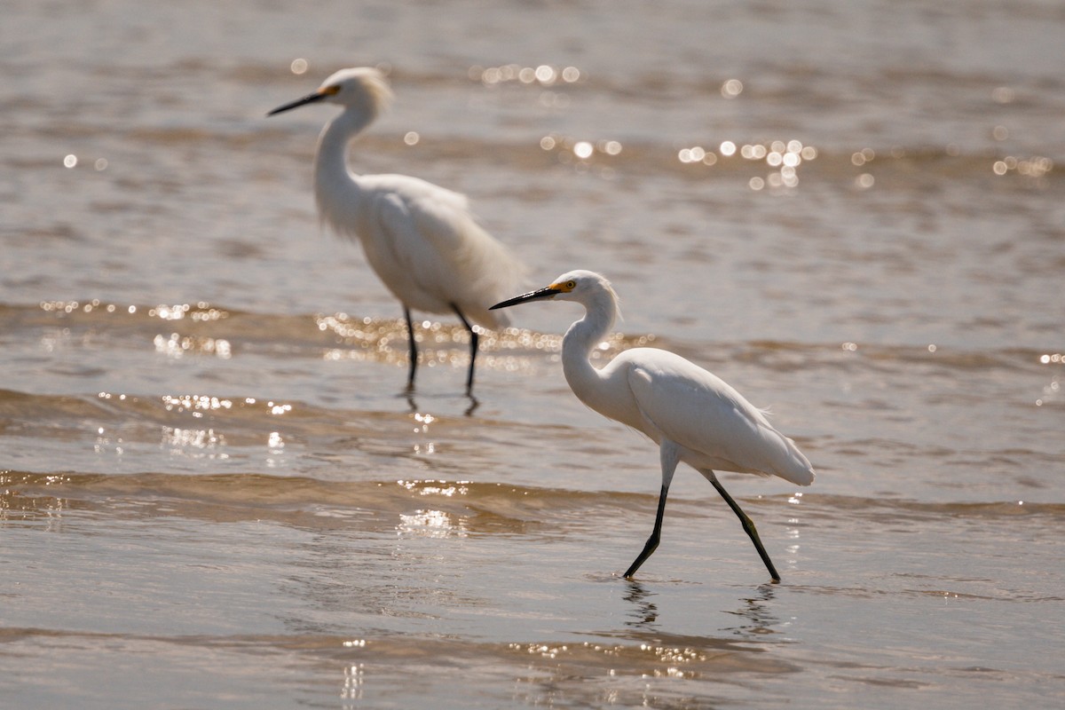 Snowy Egret - ML643161225