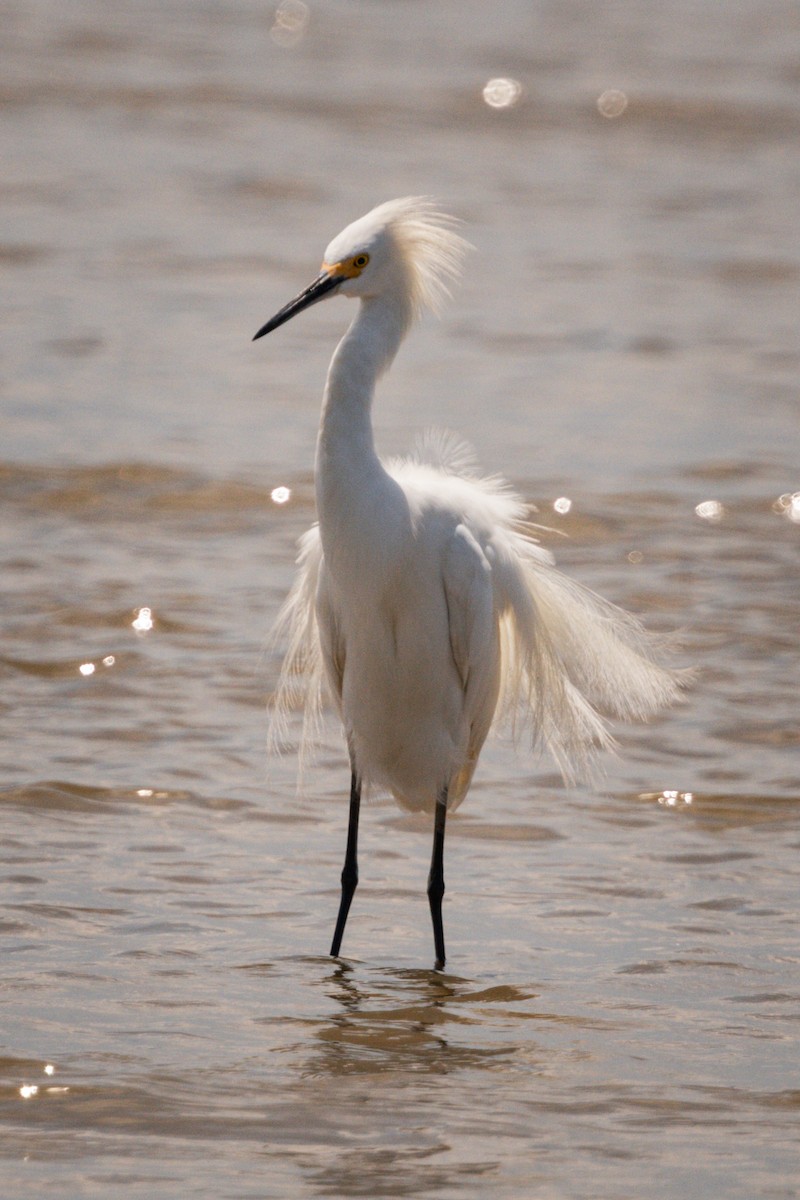 Snowy Egret - ML643161226