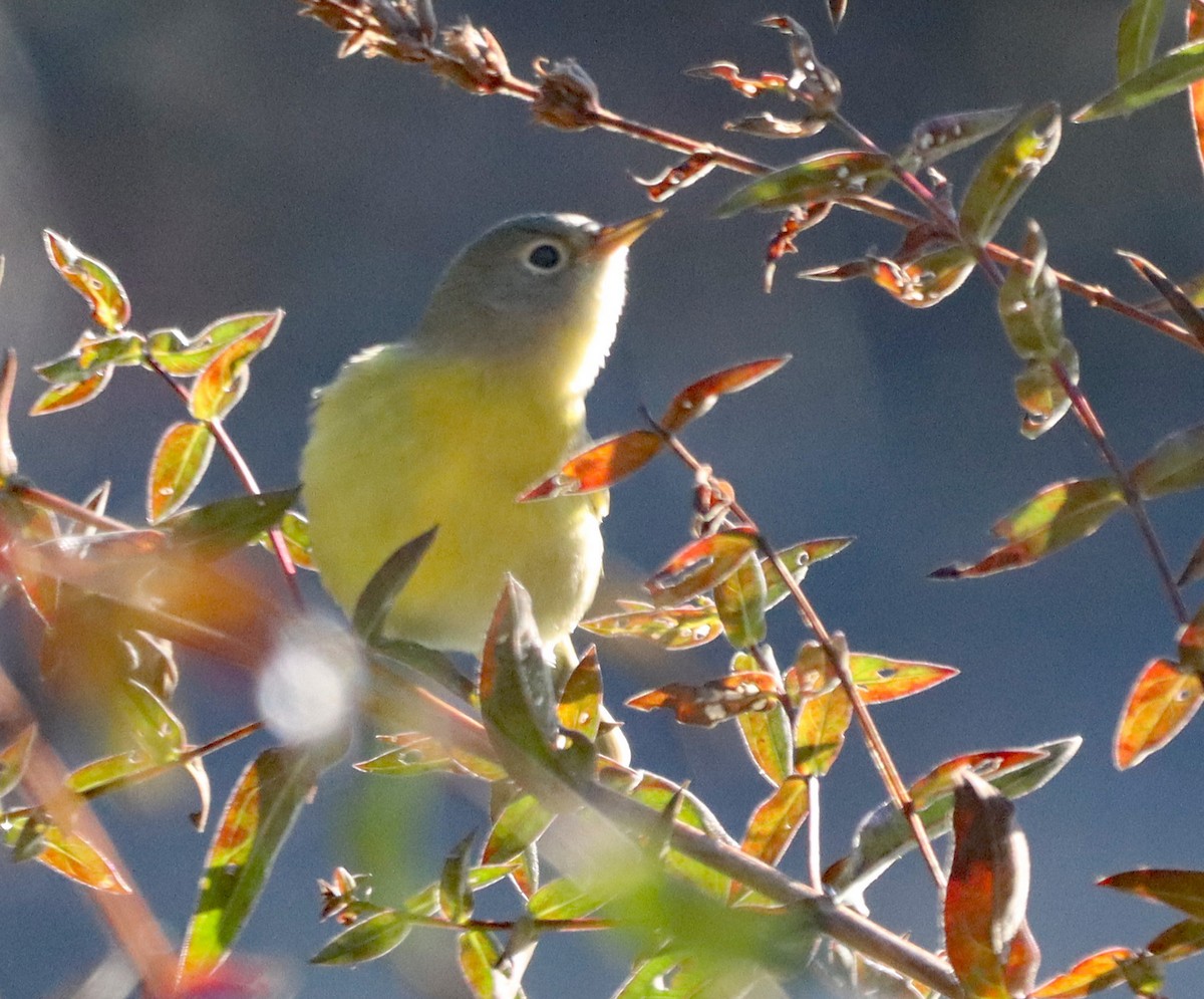 Nashville Warbler - ML643161230