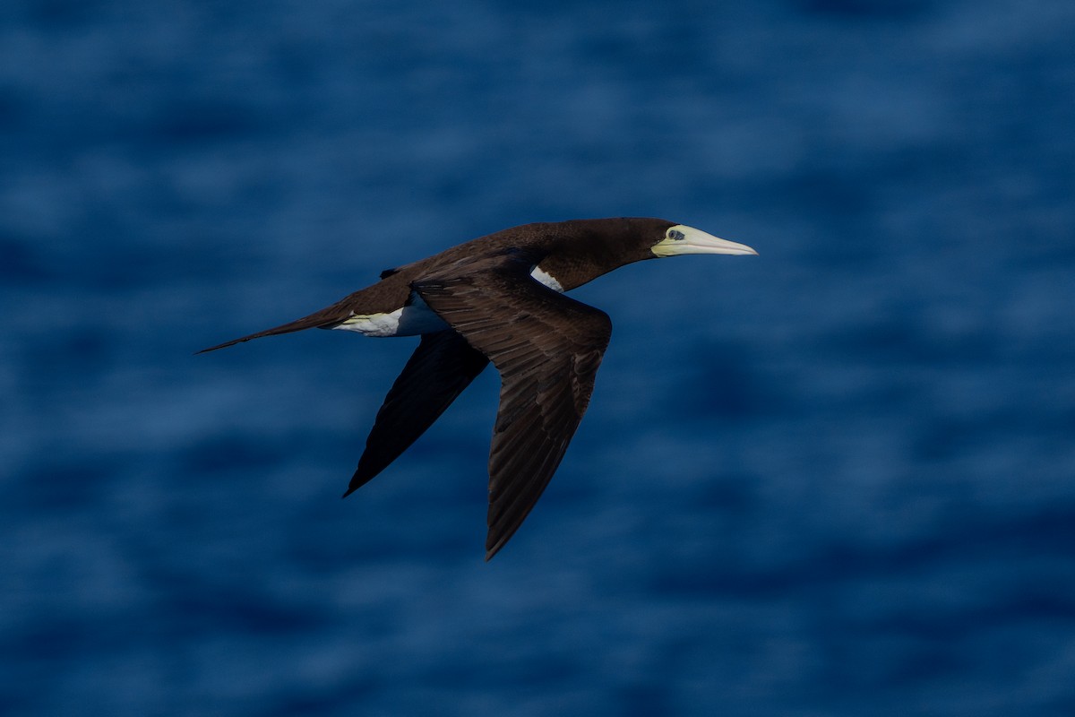 Brown Booby - ML643161233