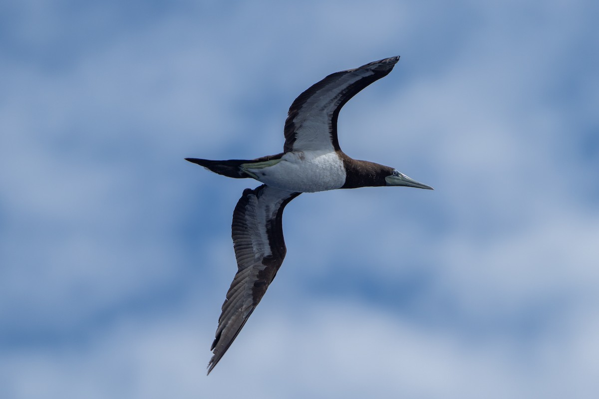 Brown Booby - ML643161234
