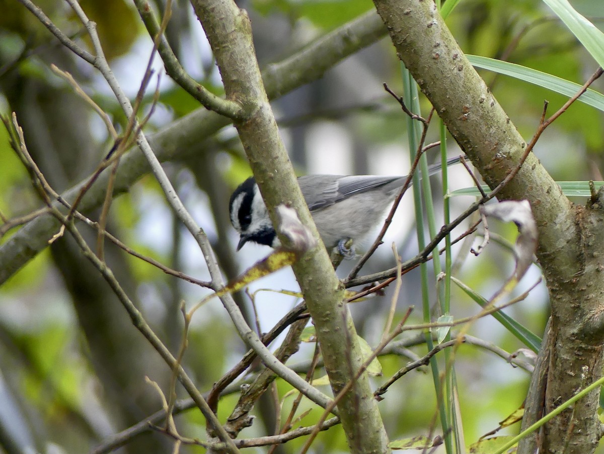 Mountain Chickadee - ML643161238