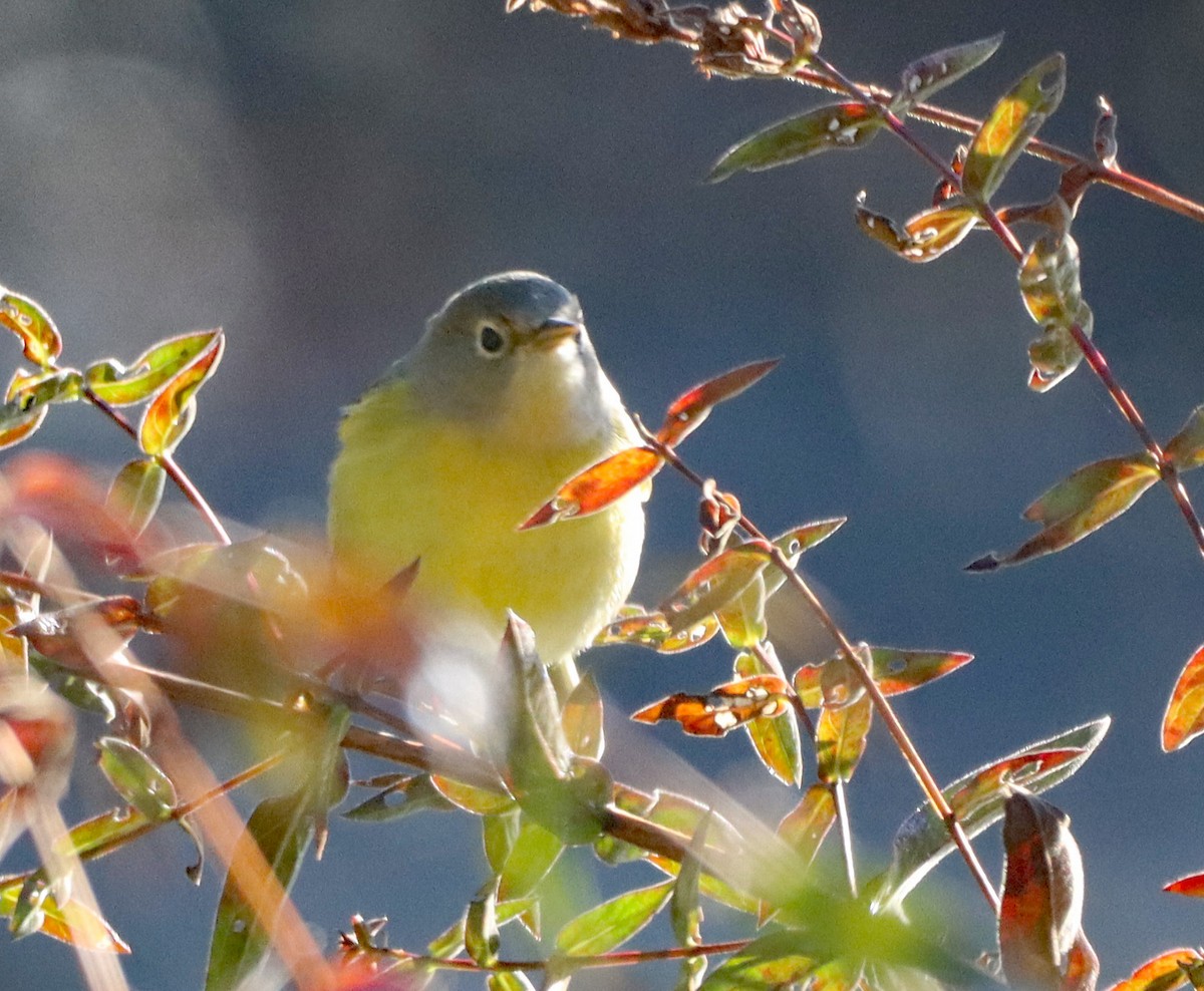 Nashville Warbler - ML643161239