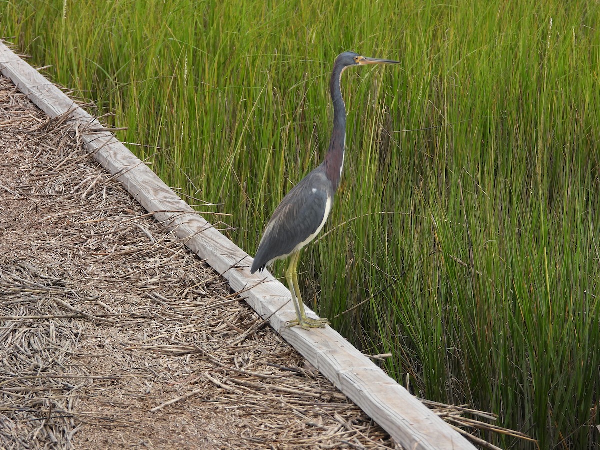 Tricolored Heron - ML643161258