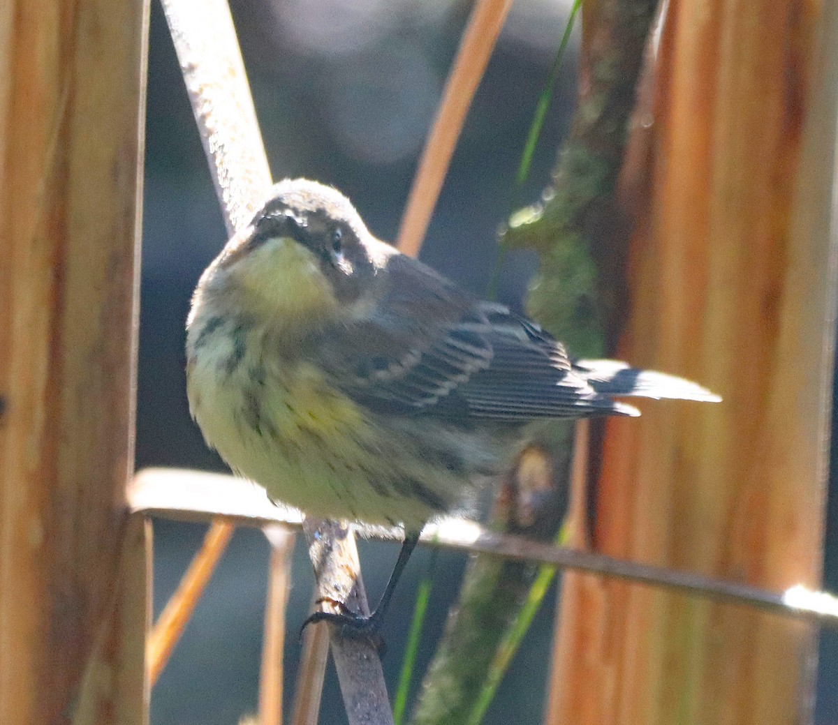 Yellow-rumped Warbler - ML643161259