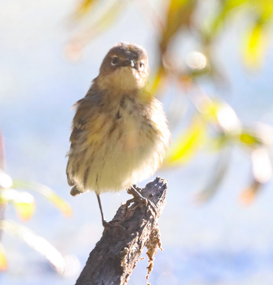 Yellow-rumped Warbler - ML643161264