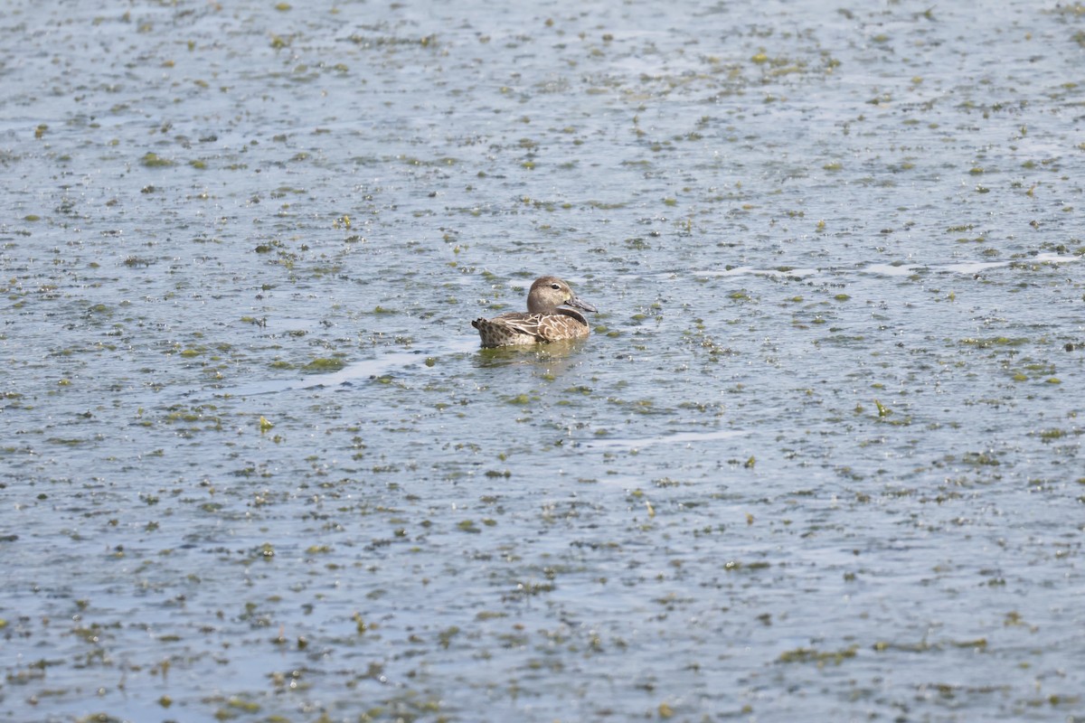 Blue-winged Teal - ML643161270