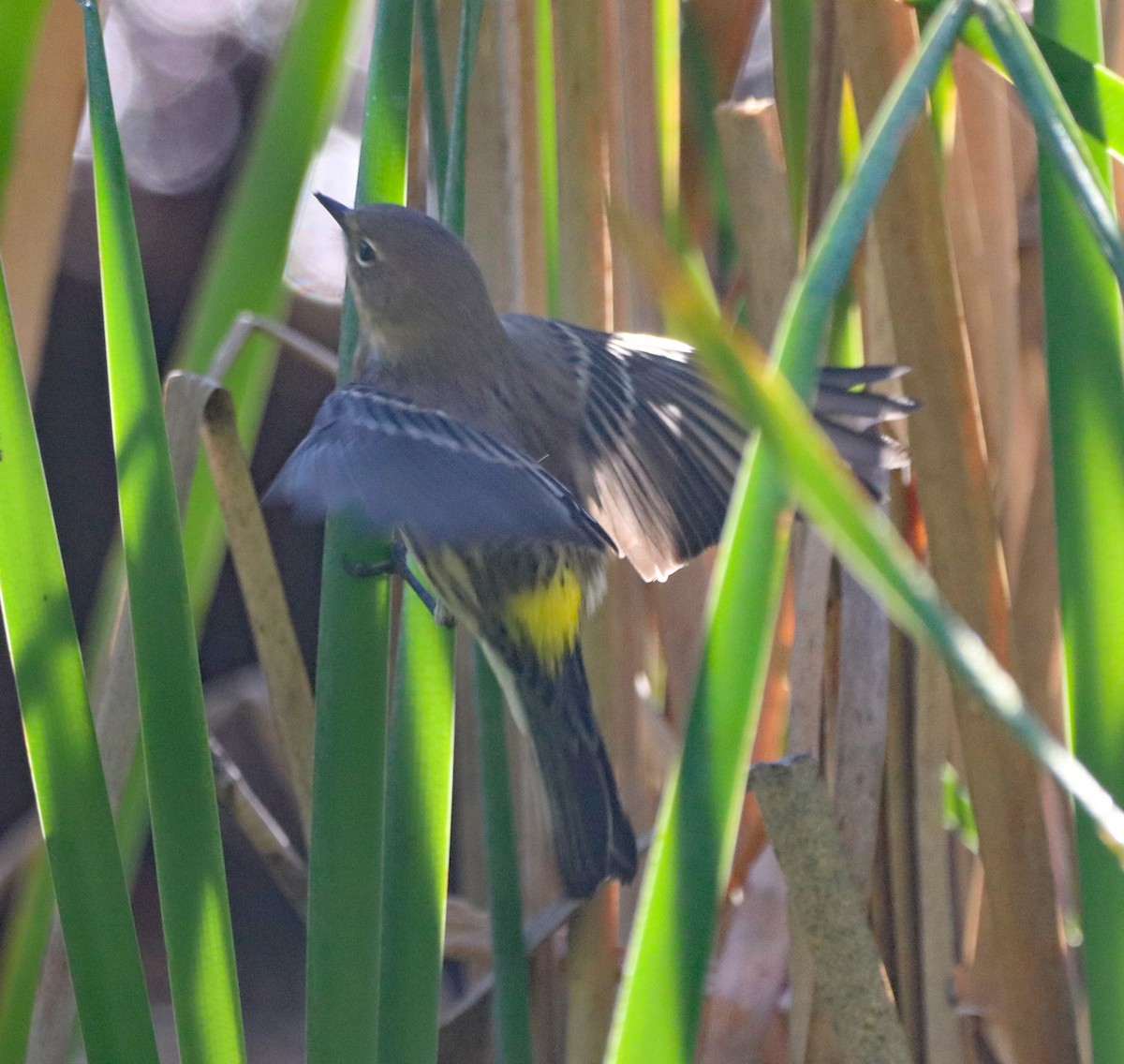 Yellow-rumped Warbler - ML643161274