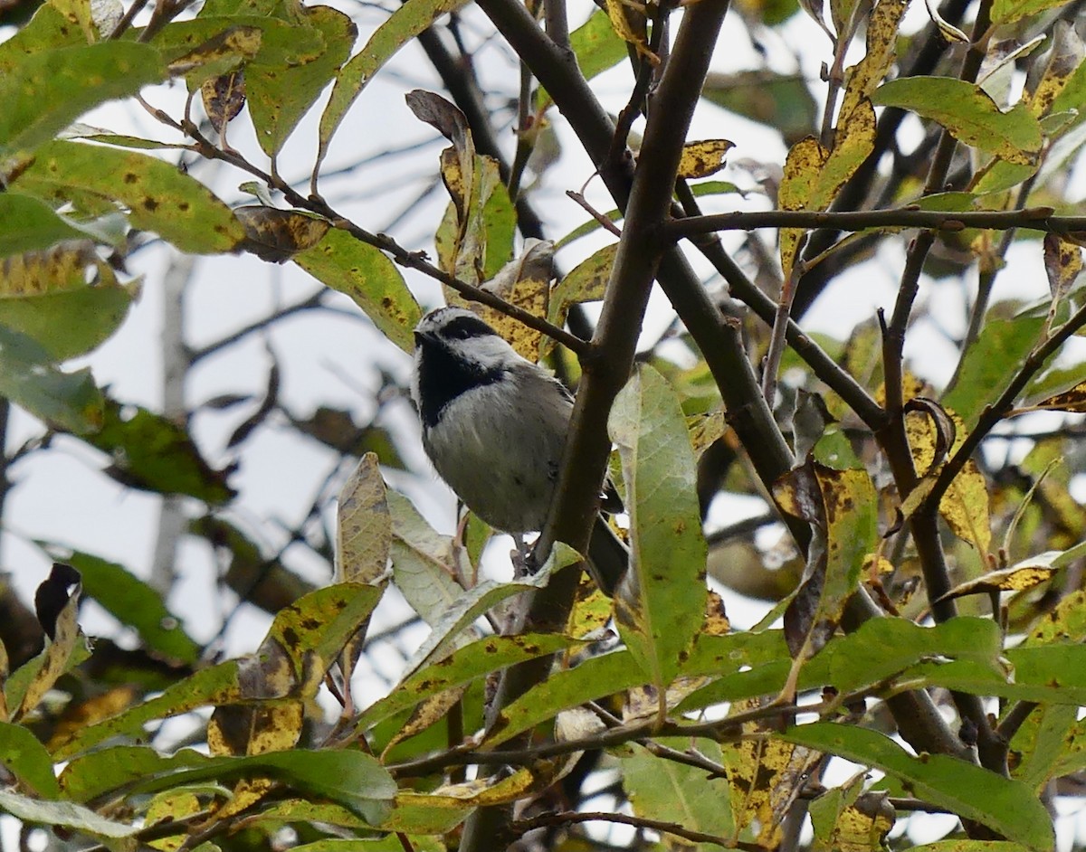 Mountain Chickadee - ML643161277