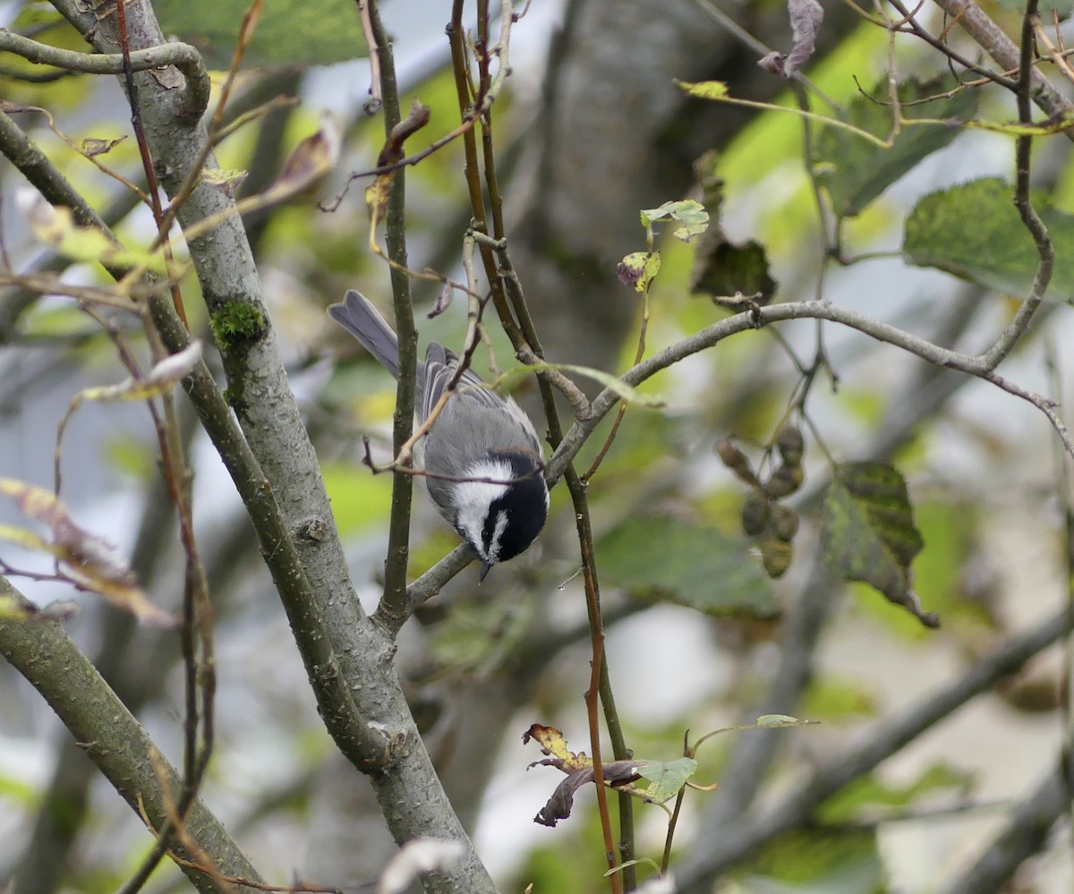 Mountain Chickadee - ML643161285