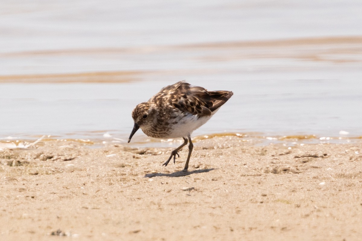 Least Sandpiper - ML643161286