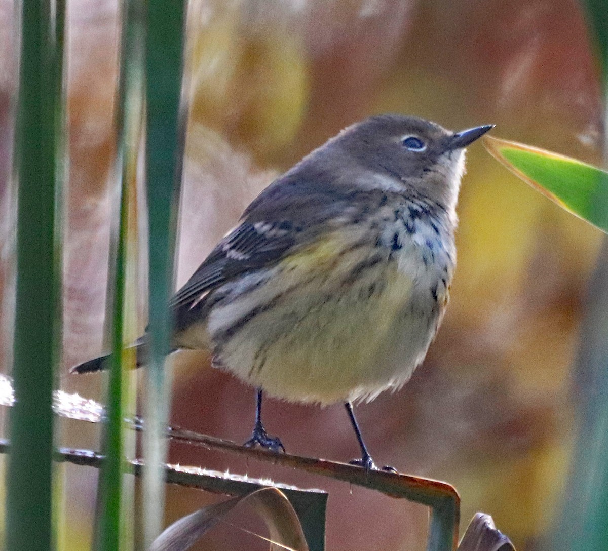 Yellow-rumped Warbler - ML643161289