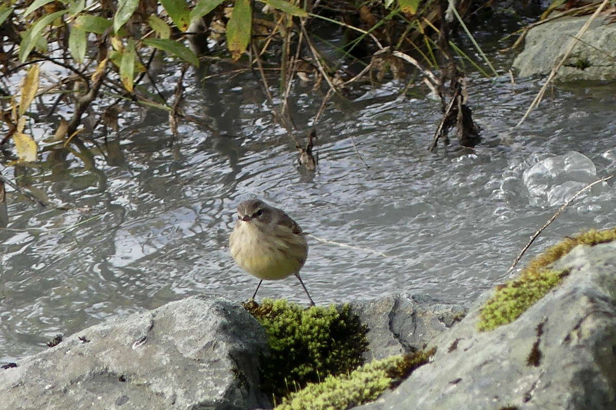 Palm Warbler - ML643161294