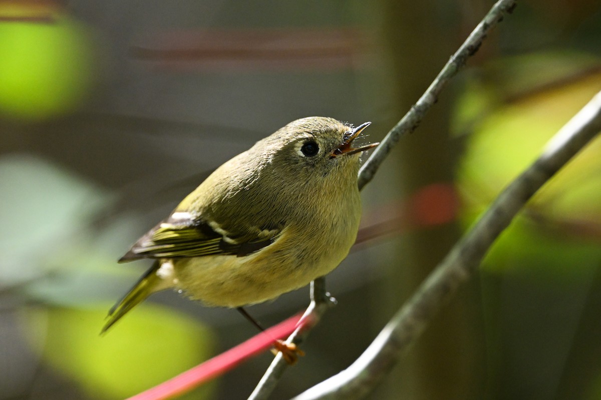 Ruby-crowned Kinglet - ML643161295
