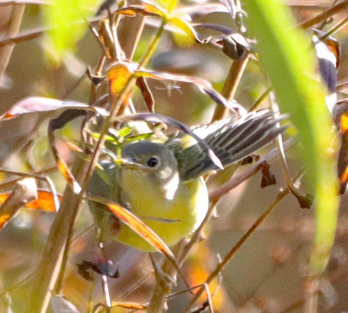 Nashville Warbler - ML643161296