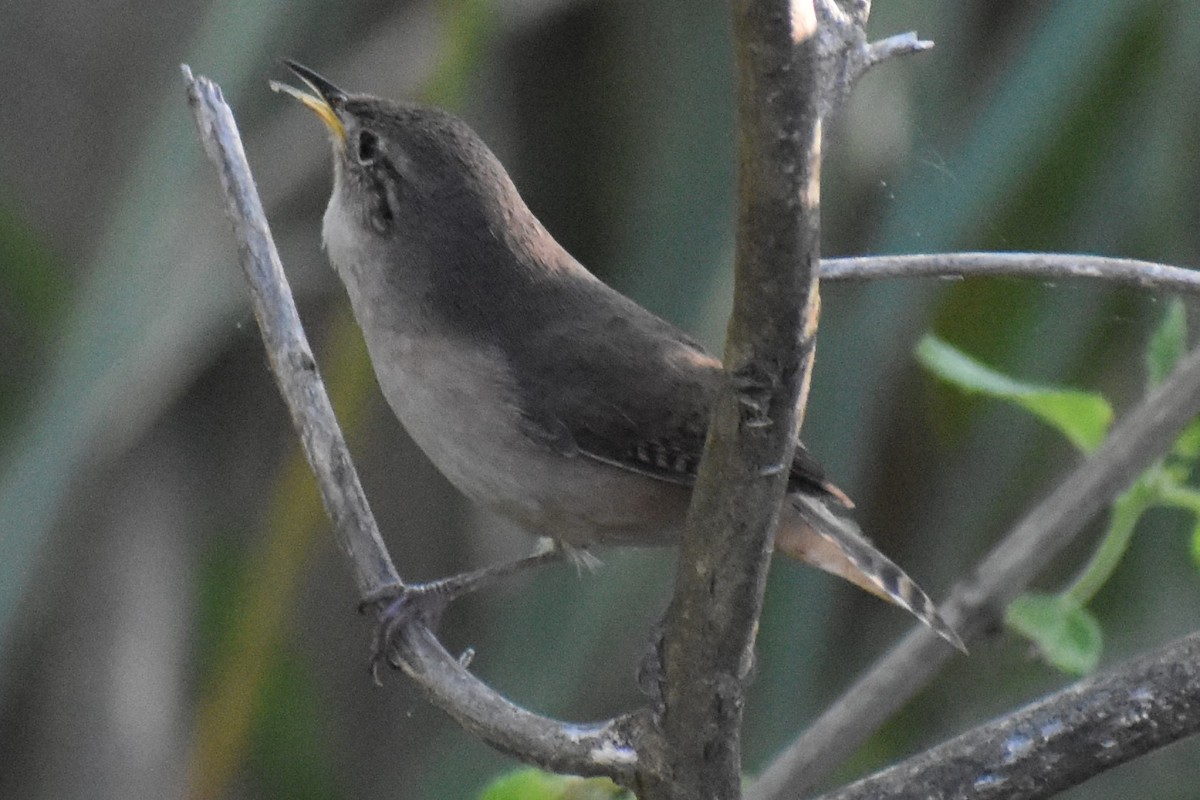Southern House Wren - ML643161298