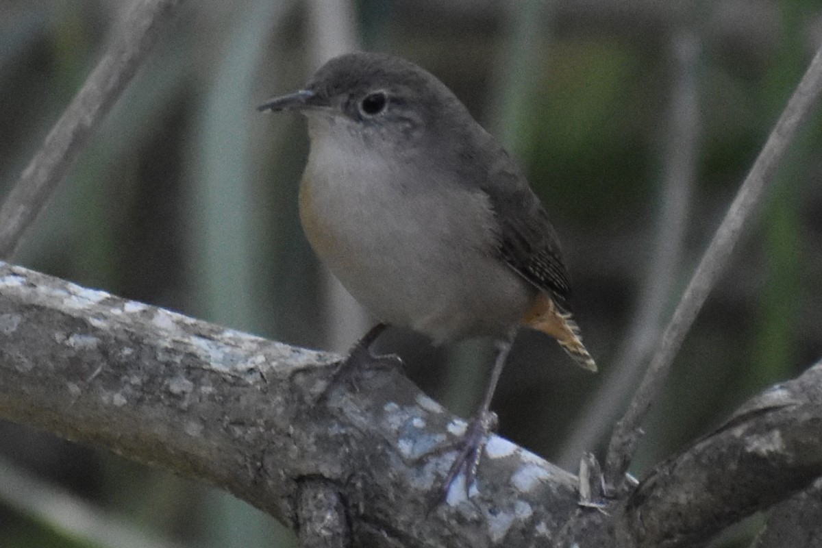 Southern House Wren - ML643161299