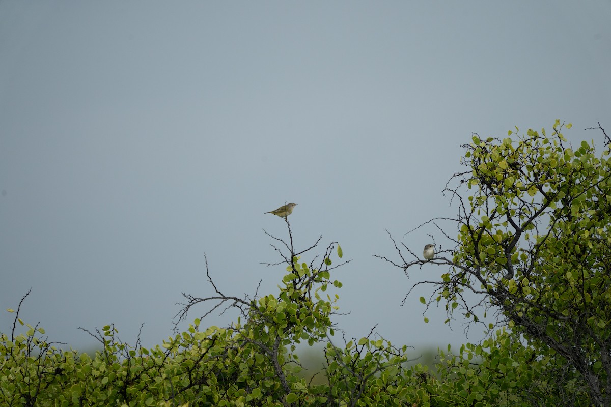 Mangrovewaldsänger (aureola) - ML643161301