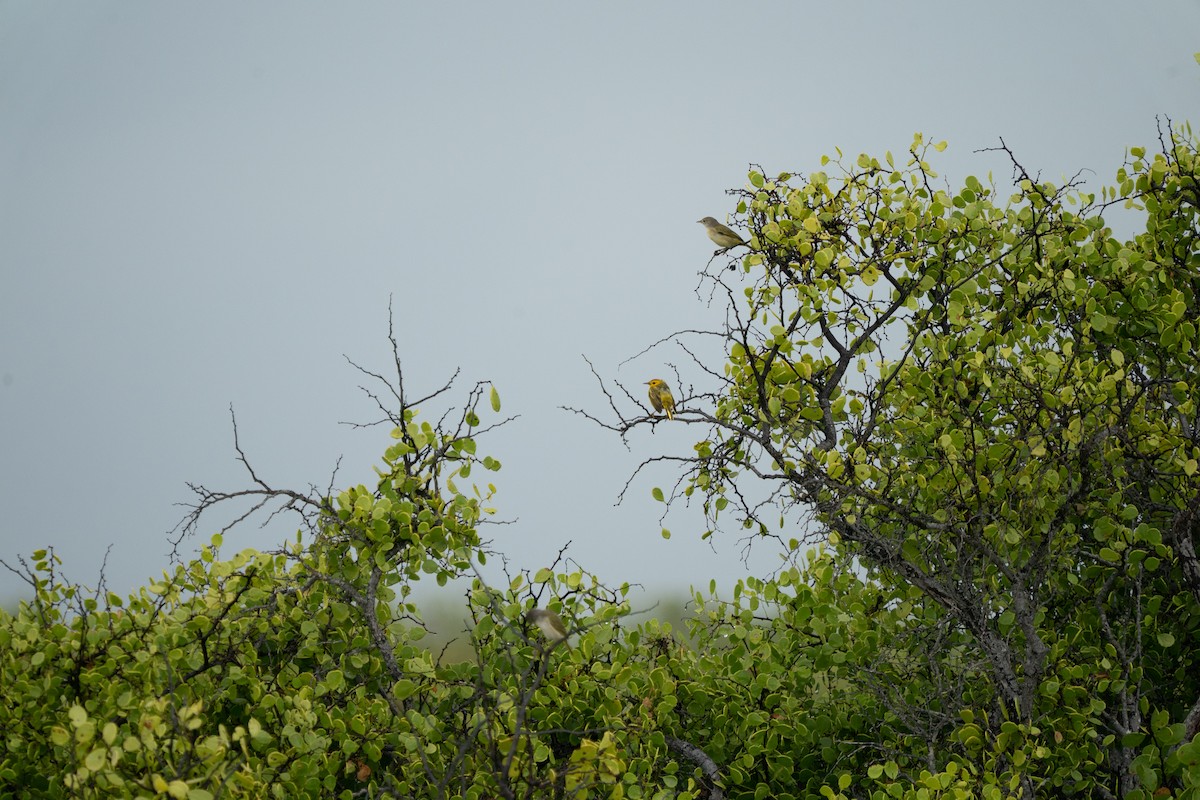 Mangrovewaldsänger (aureola) - ML643161302