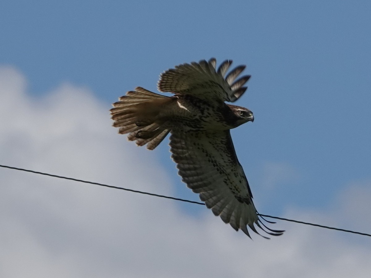 Red-tailed Hawk - ML643161305