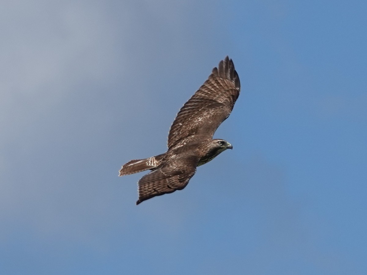 Red-tailed Hawk - ML643161306