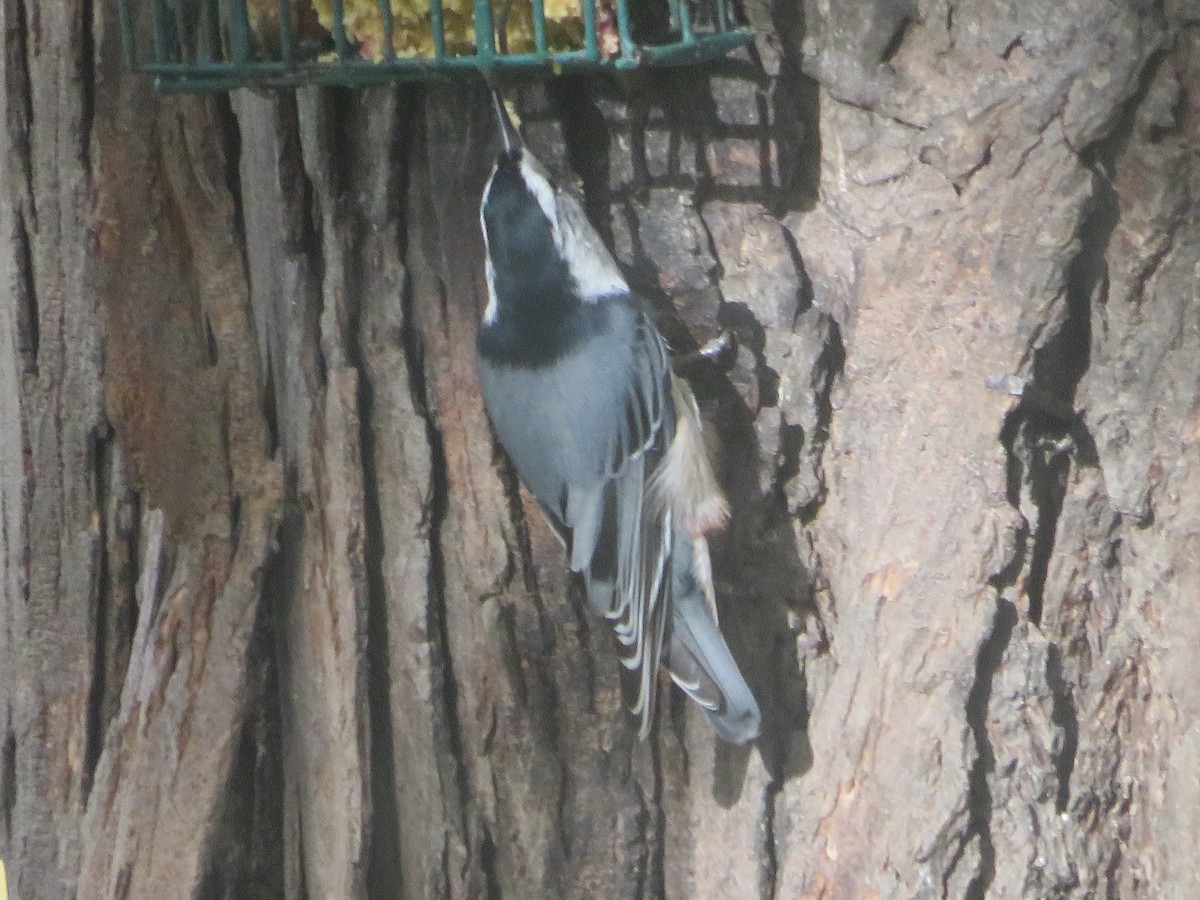 White-breasted Nuthatch - ML643161307