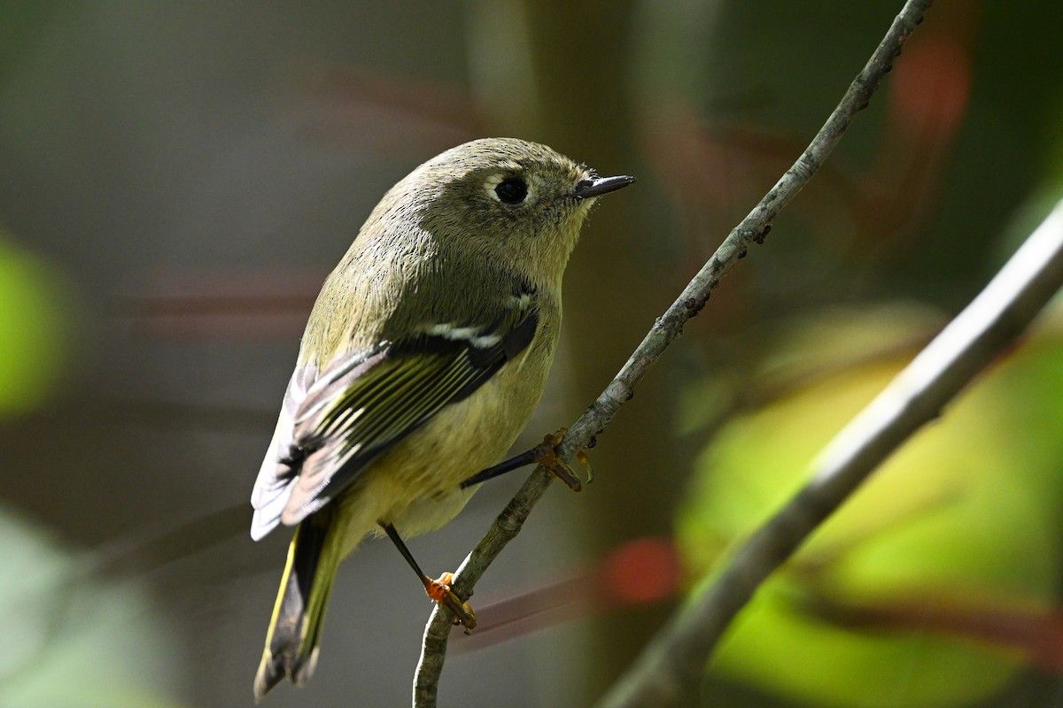 Ruby-crowned Kinglet - ML643161309