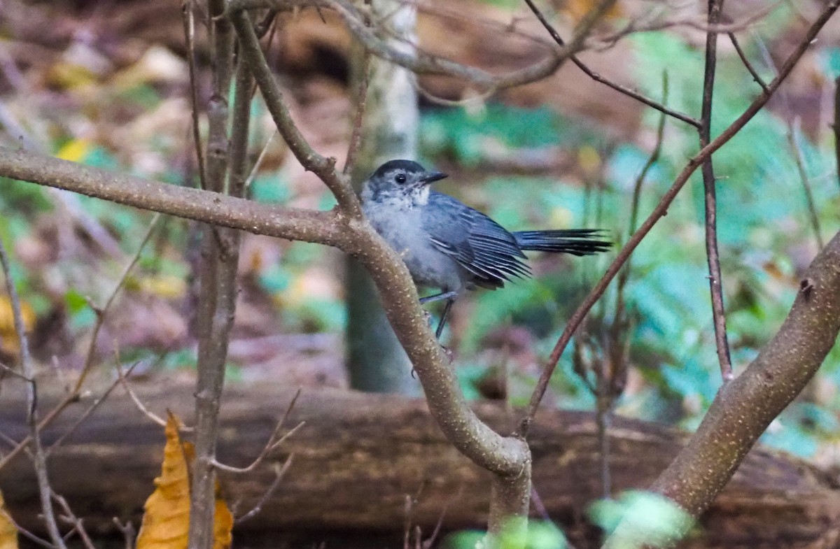 Gray Catbird - ML643161311