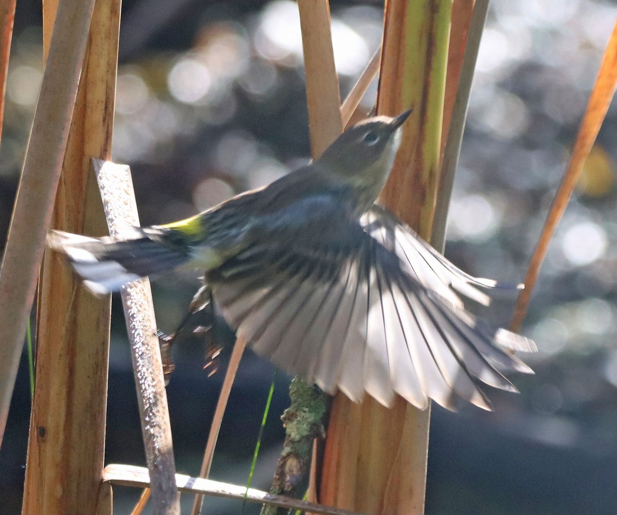 Yellow-rumped Warbler - ML643161313