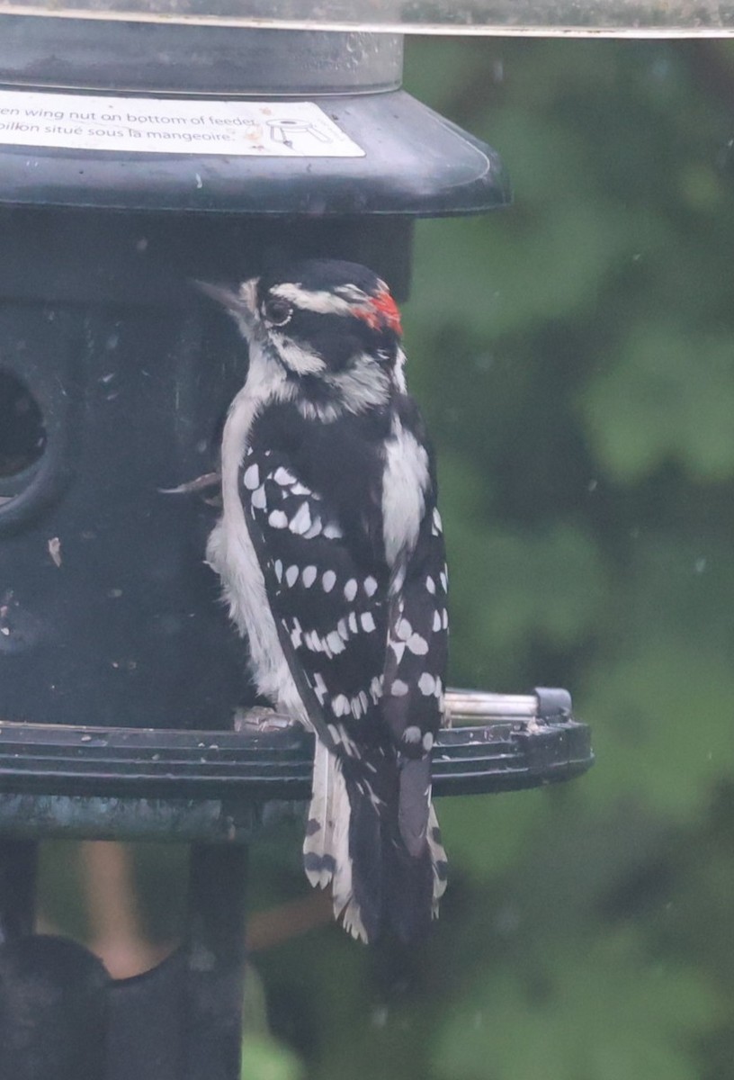 Downy Woodpecker - ML643161314